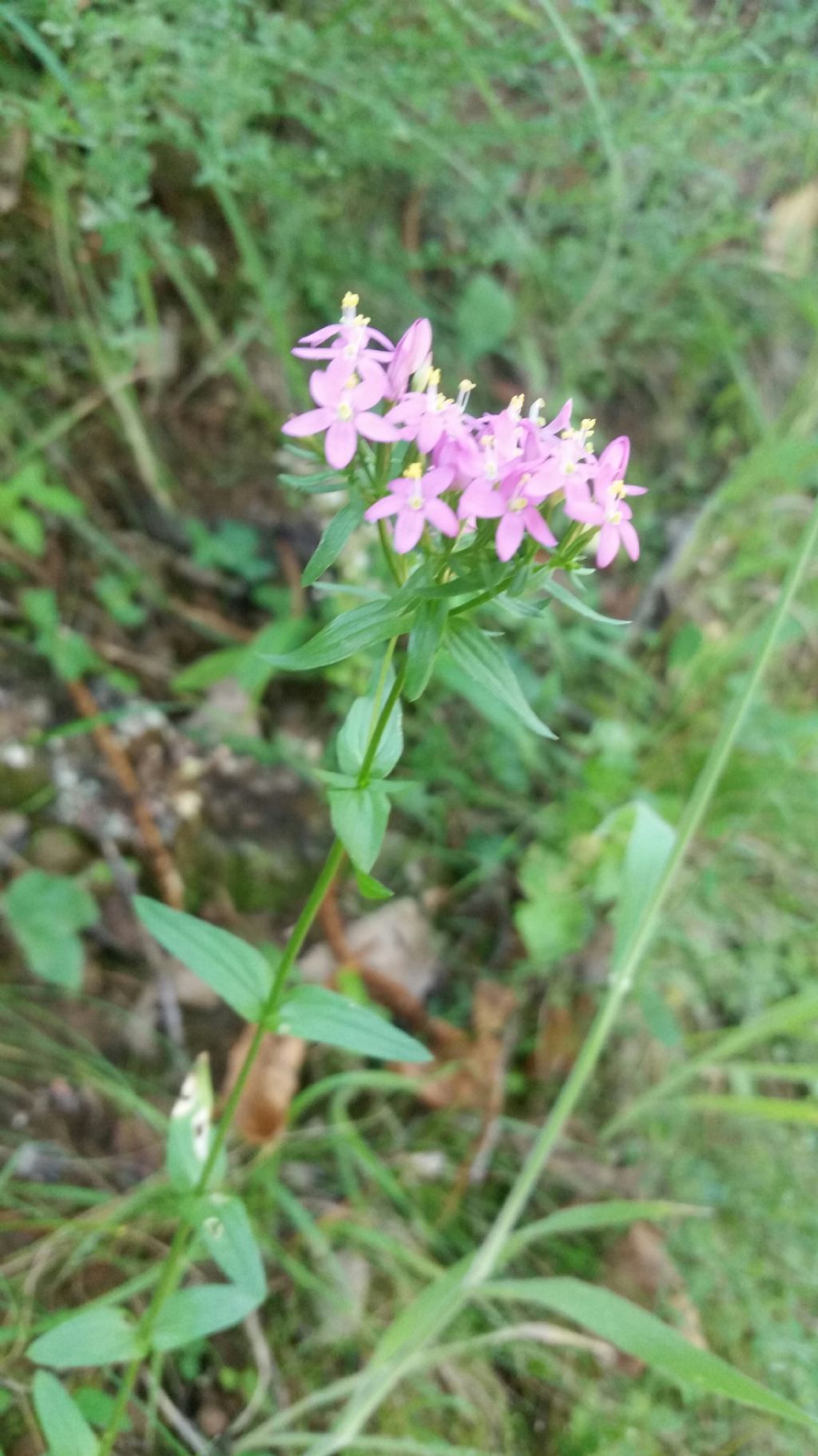 Centaurium erythraea